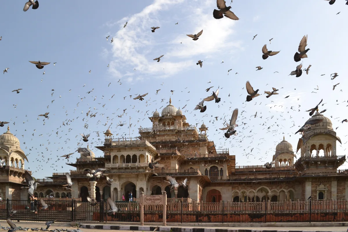 Albert Hall Museum in Jaipur with a large flock of pigeons in flight against a blue sky