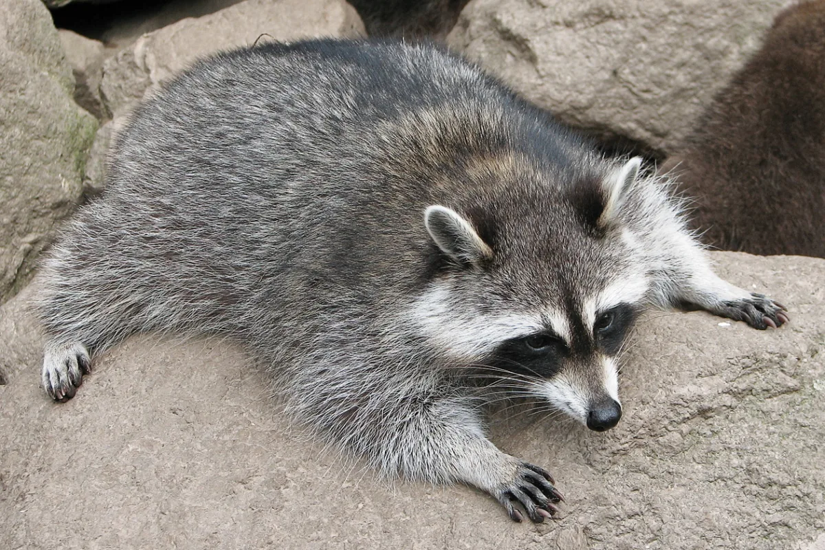A raccoon lying on a rock